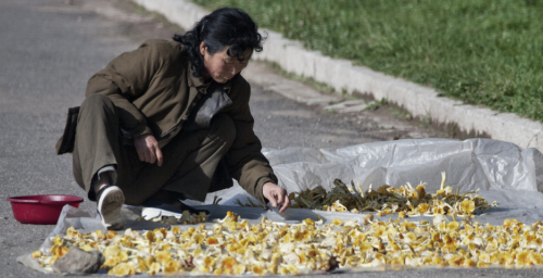Plenum’s agriculture focus suggests dire food shortages in North Korea: analysts