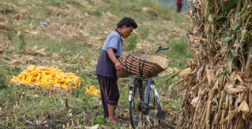 Poor harvests loom in North Korea as drought hits crops: UN food program