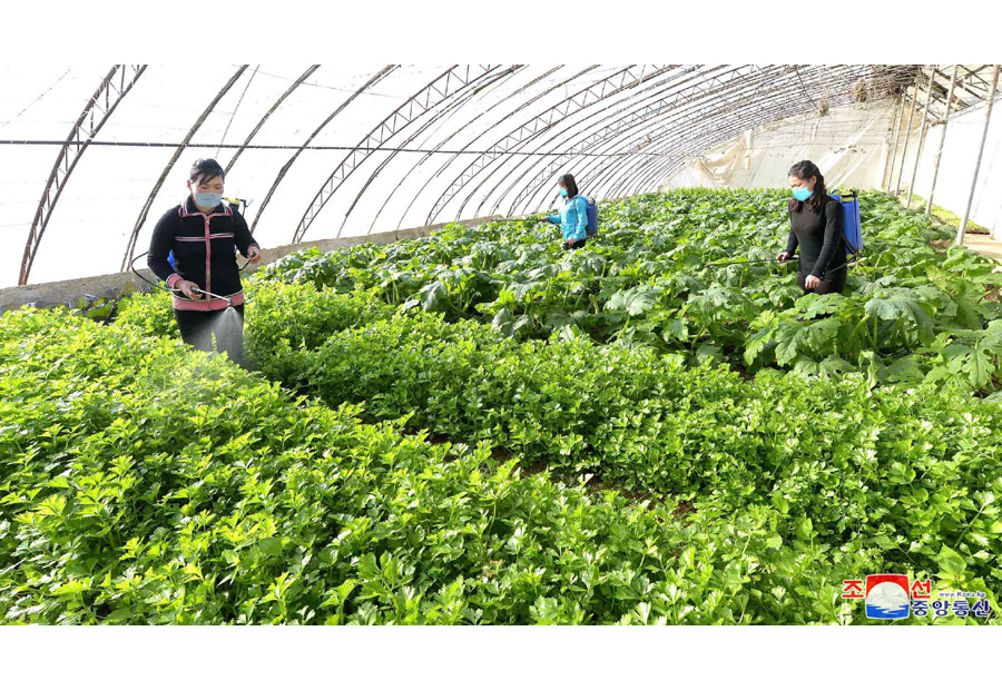 Efforts for More Greenhouse Vegetable Production