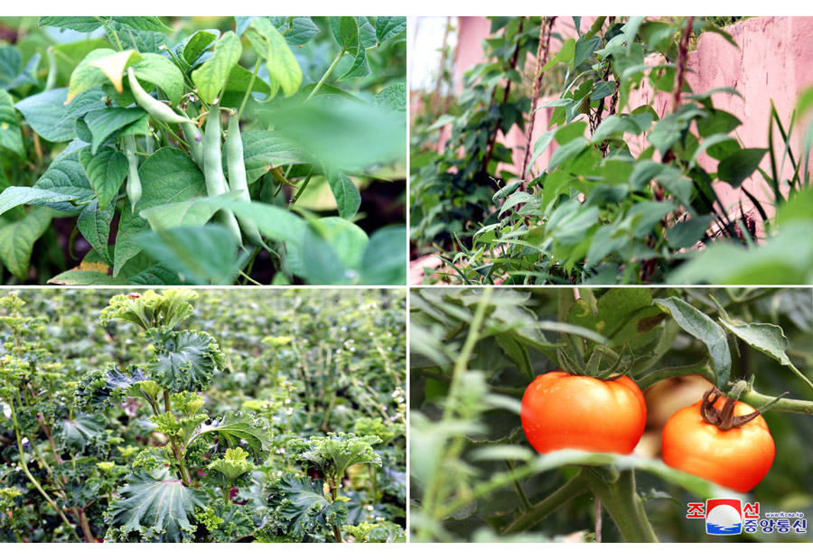 Efforts for More Greenhouse Vegetable Production