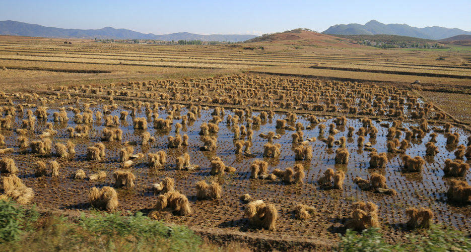 North Korean rice imports drop after September spike