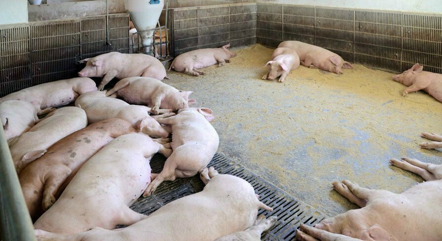 South Korean NGO to send African Swine Fever aid and appliances to North Korea