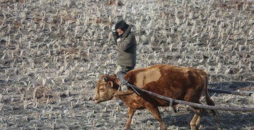 North Korea is giving more power to farmers, but not without helping the elite