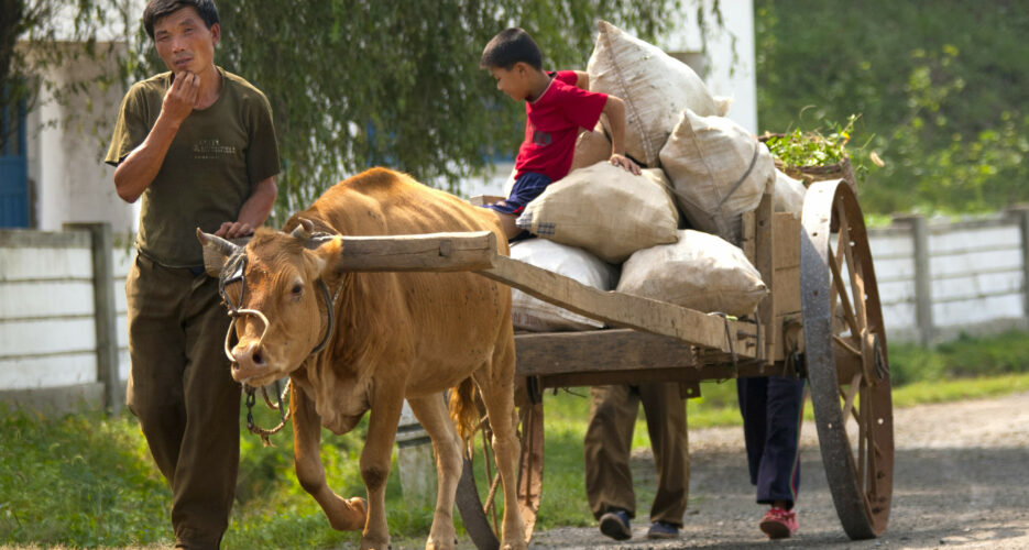 Don’t have a cow, man? Now North Korean farmers can get one at oxen marketplace