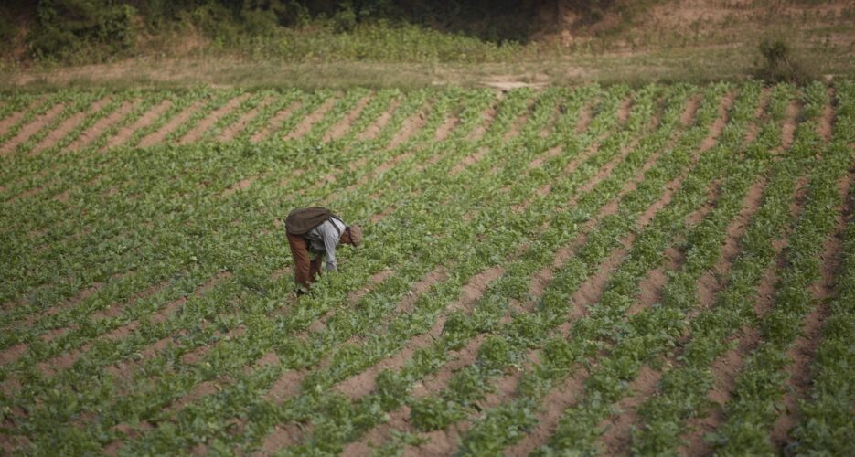 A North Korean ministry returns from dead, and what it means for farming reform
