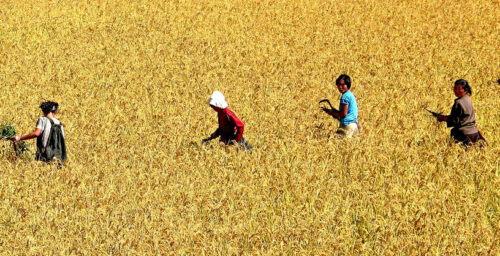N. Korean rice yields down 12%: UN FAO