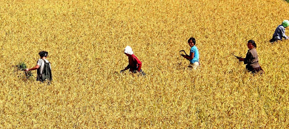 N. Korean rice yields down 12%: UN FAO