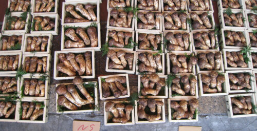 The prized mushroom that may help fund Pyongyang