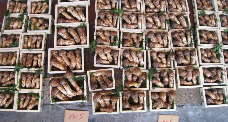 The prized mushroom that may help fund Pyongyang