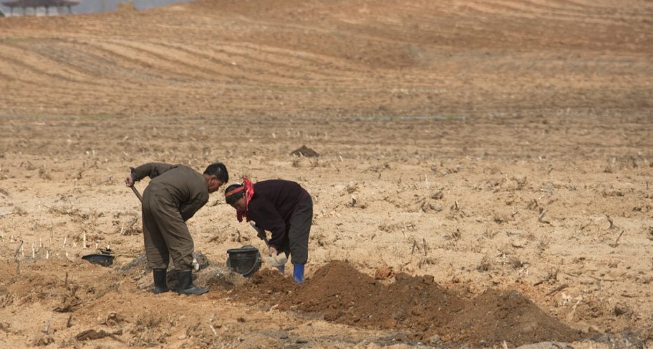 FAO issues new warning on North Korean drought impact