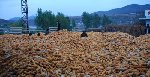 The other North Korean famine