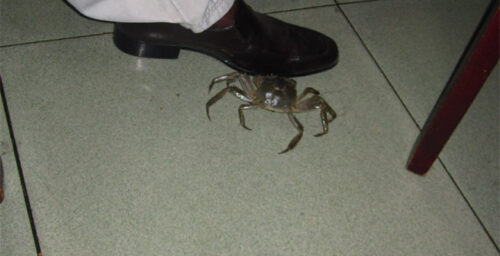 “Run-Away Crab Needed to Enter North Korea”