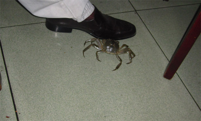 “Run-Away Crab Needed to Enter North Korea”