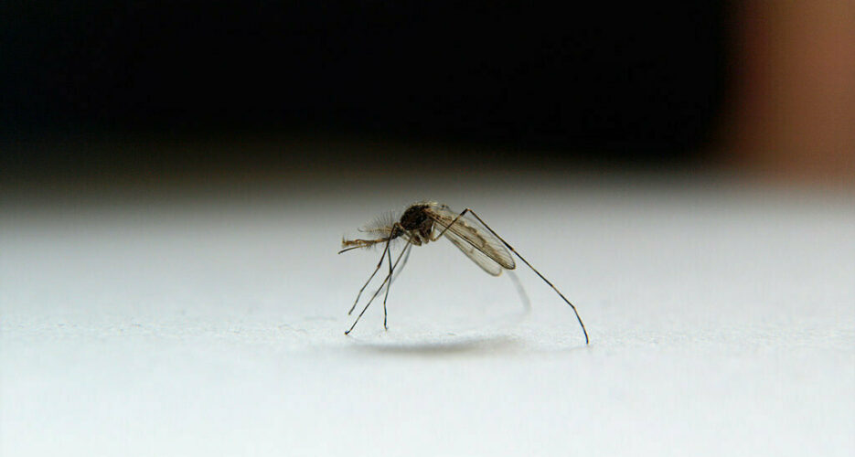 Malaria increase linked to loss of inter-Korean cooperation
