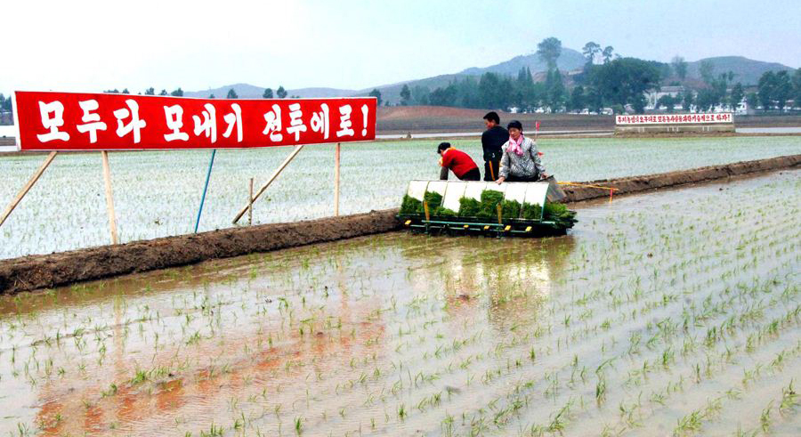 N. Korea calls for bumper “nuclear bomb” rice harvest in response to sanctions