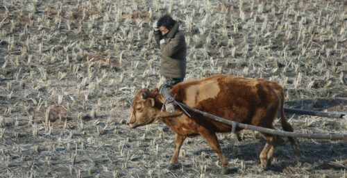 North Korean food production worst in over a decade, down 9% since 2017: UN