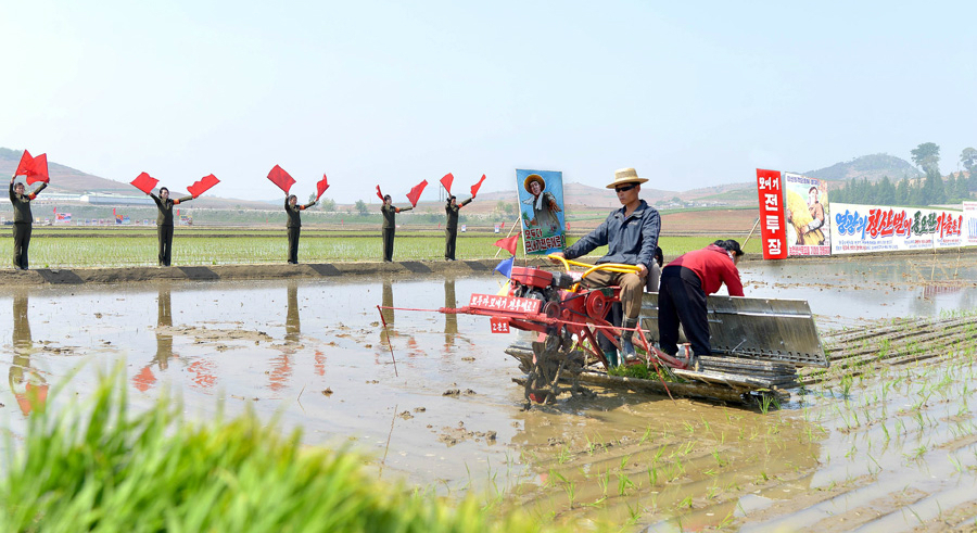 Severe drought in North Korea cut expected harvest output in half: IFRC