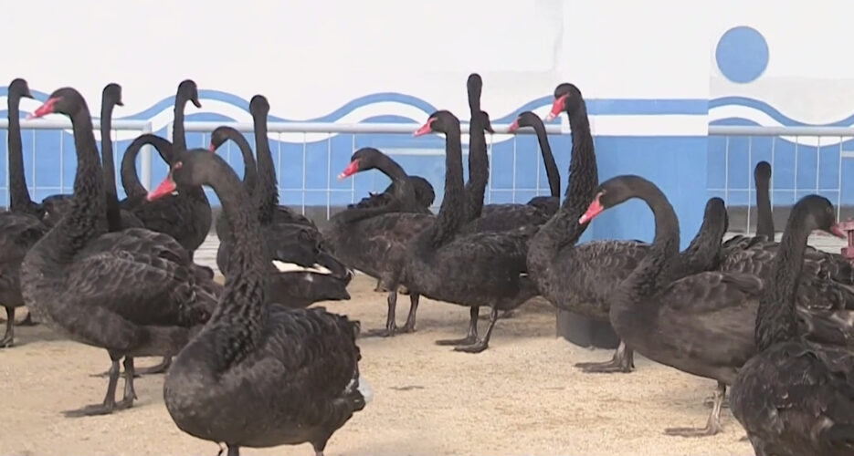 Black swan meat now on the menu in North Korea as food supply problems persist