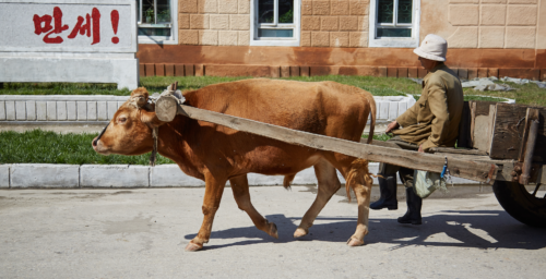 Oxcarts, tractors and hitchhiking: Rural transport in North Korea — in photos