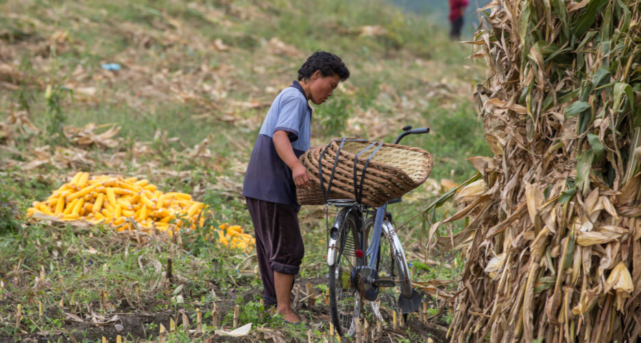Poor harvests loom in North Korea as drought hits crops: UN food program