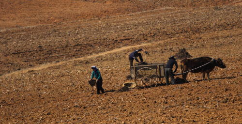 Reaping what’s sown: North Korea’s struggle for a bountiful harvest — in photos
