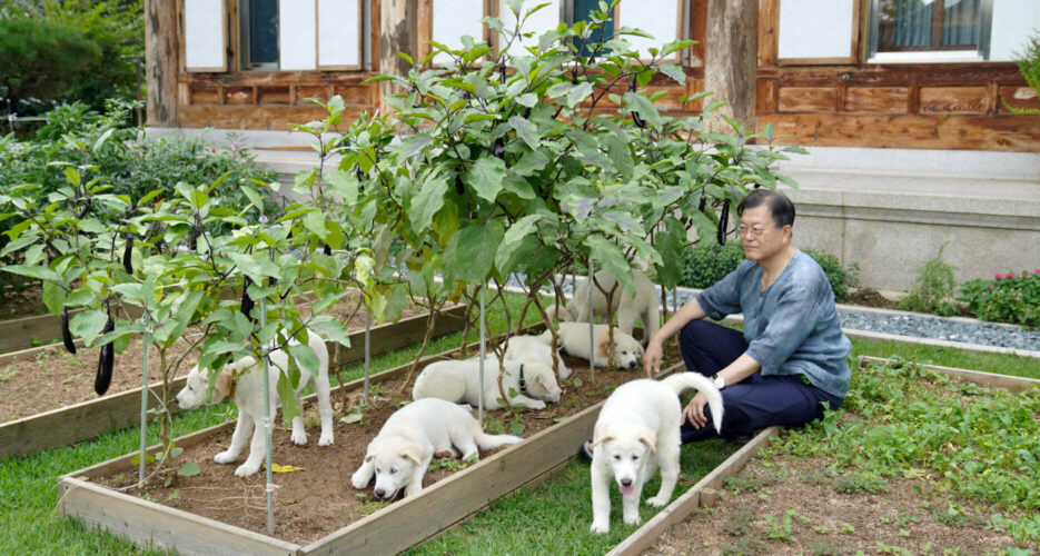 Canine symbols of inter-Korean peace at center of spat between ROK presidents