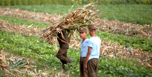 Drop in North Korean crop output aggravates domestic food shortages: Report