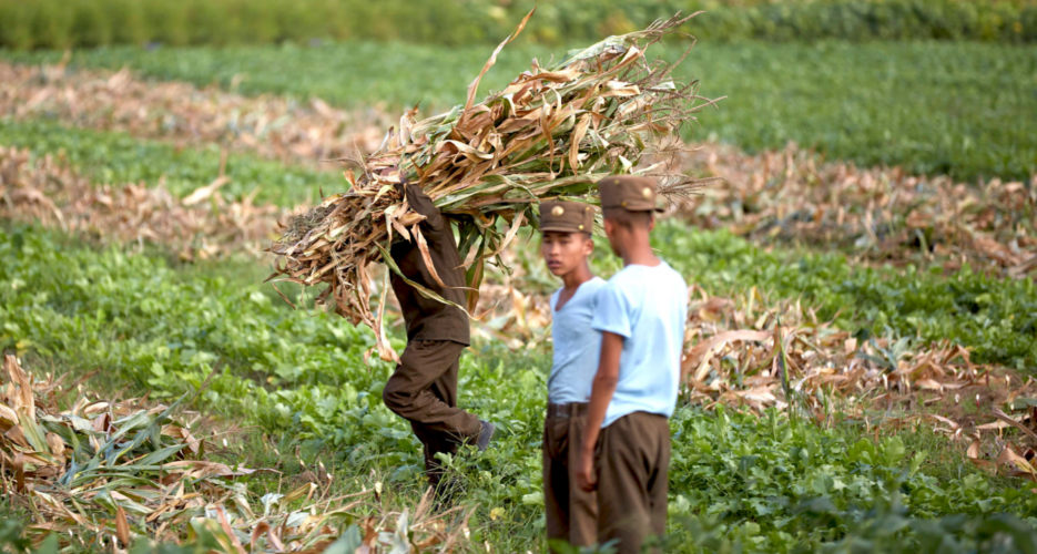 Drop in North Korean crop output aggravates domestic food shortages: Report