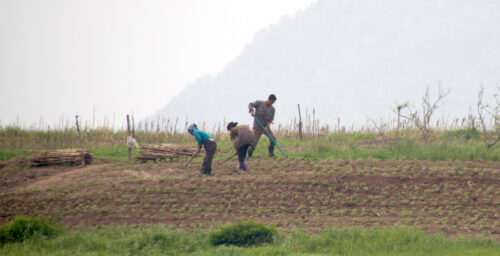How illegal North Korean farms could fend off the next famine