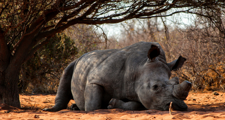UN investigating claims of rampant North Korean wildlife trafficking in Africa