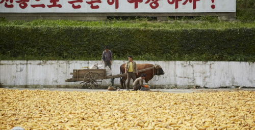 How serious is the food situation in North Korea? The view from the corn market