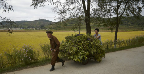 Pro-North Korea website details how the country achieved “bumper crop” in 2019