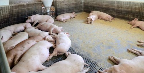 South Korean NGO to send African Swine Fever aid and appliances to North Korea