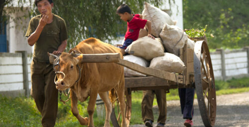 Don’t have a cow, man? Now North Korean farmers can get one at oxen marketplace